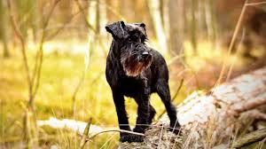 Important message from lonestar farms. Top 135 Schnauzer Names The Dog People By Rover Com