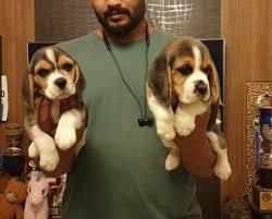 beagle puppies in pune