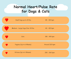How To Check Heart Rate Pulse In Dogs Cats Miss