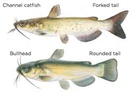 Fish Identification Idaho Fish And Game
