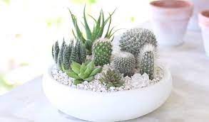 19 Diy Cactus Garden Ideas How To