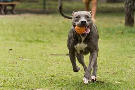 american pit bull terrier breed