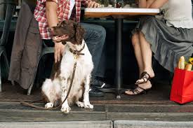 dog friendly restaurants to visit