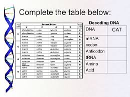 Decoding Dna Worksheet Ppt Video Online Download