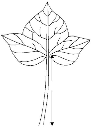 Maths activity worksheet coloring page vector. Http Www Plantauthority Gov In Pdf Fsweet Potato Pdf