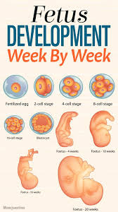 Pin On Week By Week Pregnancy