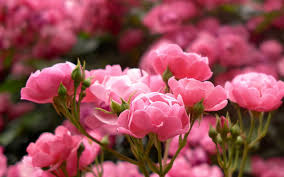 Pink Rose Buds Perfumed Flowers Plants