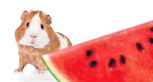 How Often Can Guinea Pigs Eat Tomatoes Can Guinea Pigs Eat
