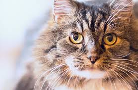 10 common causes of kidney disease in cats