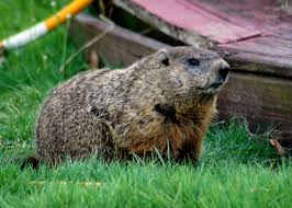 get rid of groundhogs under your shed