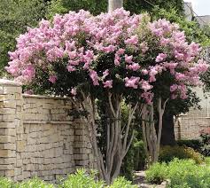Crape Myrtle Lagerstroemia Potomac Clear Pink Blooms Zone 7