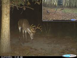 Which Deer Visit Feeders And When New Research Is Out Qdma