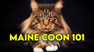 maine cat 101 watch this before