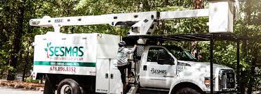We are a professional, licensed and insured tree service that offers a certified arborist to help with your tree. Tree Service Buford Tree Removal Trimming In Buford Ga Sesmas Tree Service