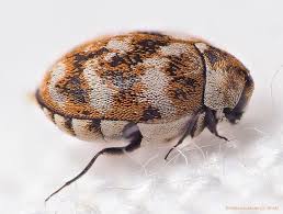 eliminating carpet beetles