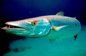 9 barracuda fish facts you need to know