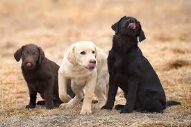 Black, chocolate and yellow labs. How To Train A Labrador Retriever Puppy Milestone Timeline American Kennel Club