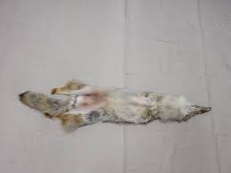 coyote tanned skin fur taxidermy for