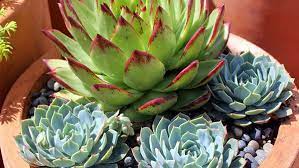 Growing Succulents Successfully In
