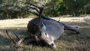texas adopts new deer hunting regulations