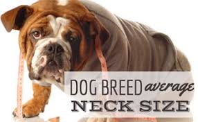 What Is Your Dog Breeds Average Neck Size And Weight