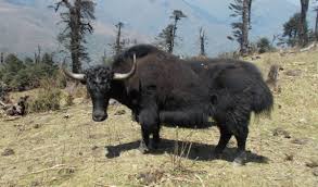 Here are 50 animals name. Arunachali Yak First To Be Registered As New Breed In The Country