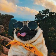We have 49+ amazing background pictures carefully picked by our community. Summer Funny Pug And Pet Image 6319642 On Favim Com