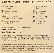 sweet william dianthus indian carpet