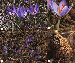 Flowering plants of Crocus reticulatus (a); a group of plants in their ...