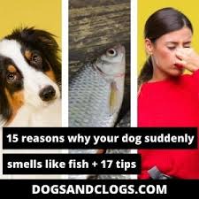 your dog suddenly smells like fish