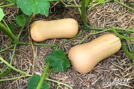 Learning how to grow squash can open your garden up to an astonishing variety of cultivars, most of which are not very difficult to have success with. Harvesting Winter Squash