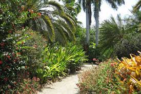 botanic park on grand cayman caytours