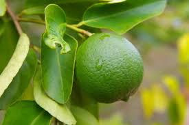 grow lime trees in the home garden