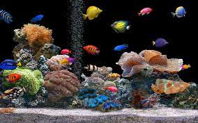 free live hd wallpaper aquarium 3d
