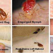 remove bedbugs
