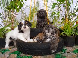 awsum havanese havanese puppies in india