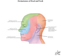 Ageless Cranial Nerve Innervation Chart Cranial Nerve