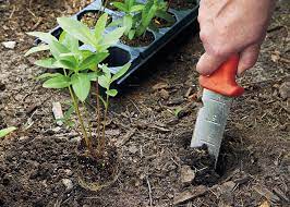 how to harvest plant milkweed seeds