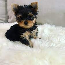 Check spelling or type a new query. Yorkie Puppies For Sale Yorkie Puppies For Sale Near Me Facebook
