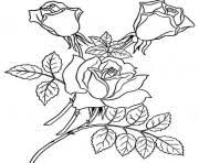 Download now (png format) my safe download promise. Rose Coloring Pages To Print Rose Printable