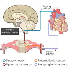 autonomic nervous system pathways