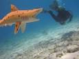 Images for sharks in bonaire