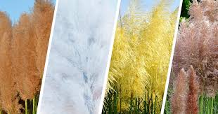 Colorful Pampas Grass Will Transform