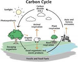 the carbon cycle source alamy 2020