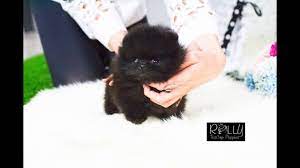 cute black pomeranian sparky rolly