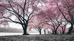 landscape nature trees sakura tree