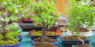 why bonsai tree makes a beautiful gift