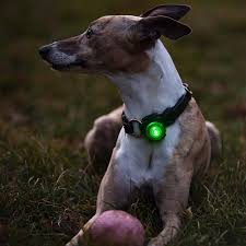 Orbiloc Dog Led Safety Lights Dual Flash Collar Clip Low Light Night Walks Hivis Ebay