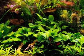 anubias nana the full guide to caring