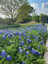 what is there to do in april in austin